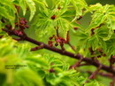 Acer Palmatum